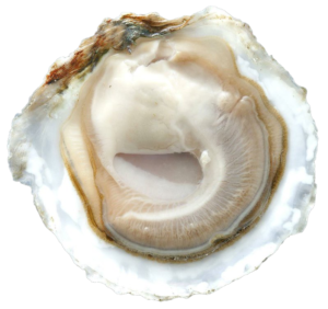 Platte Zeeuwse Oesters